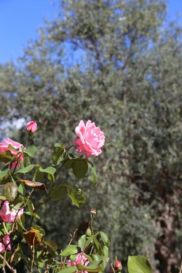 La Masseria Pietramarmo Caiazzo - App To Con Vista Exterior foto